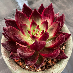 Echeveria Plato