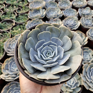 Echeveria Pollux