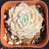 Echeveria Poseidon