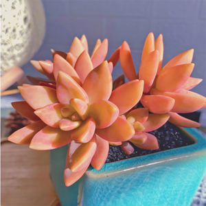 Echeveria Pudding