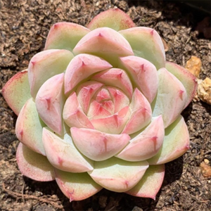 Echeveria Queen Rose