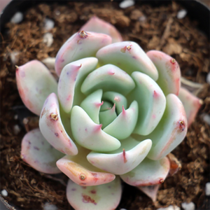 Echeveria Real de Catorce