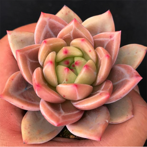 Echeveria Red Champagne