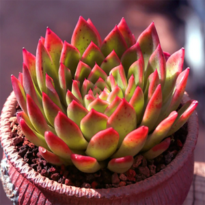 Echeveria Red Gilva