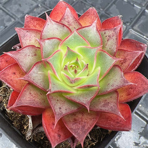 Echeveria Red Rose