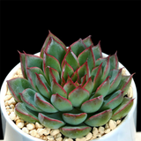 Echeveria Sagita