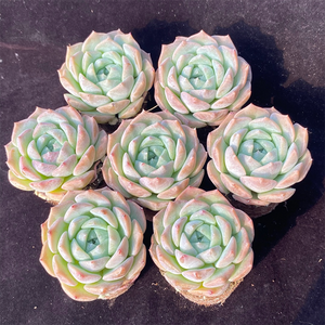 Echeveria Sea Dream