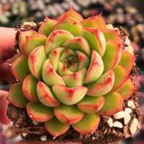 Echeveria Sentimental Time