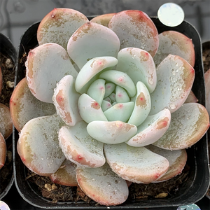 Echeveria 'Snow Angel'