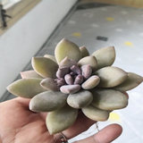 Echeveria Snow Queen