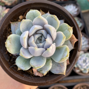 Echeveria Taini Burger