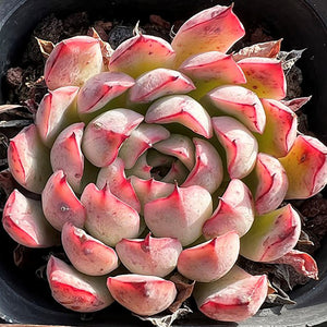 Echeveria Tough Claw