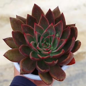 Echeveria Victor Reiter