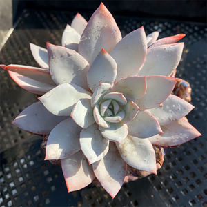 Echeveria White Lotus