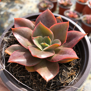 Echeveria Yamato-No-Mai