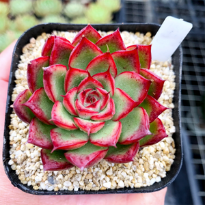 Echeveria Firefly