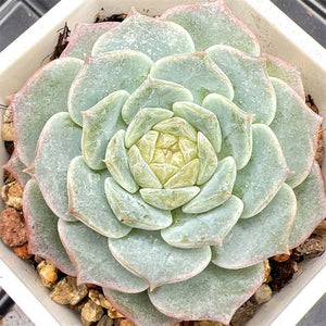 Echeveria Pure Love/ Rock Candy Pear