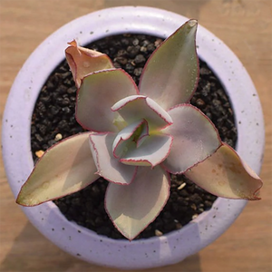 Echeveria Rubromarginata