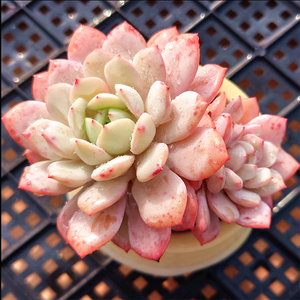 Echeveria Silent Snow