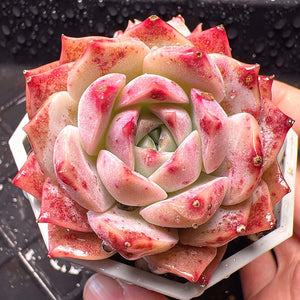 Echeveria Snow Sea