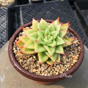 Echeveria Agavoides Aquamarine