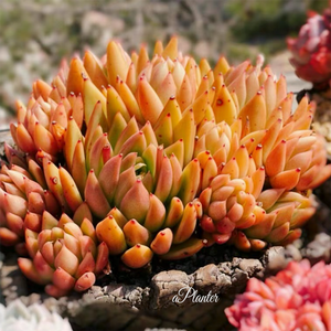 Echeveria Agavoides Miranda