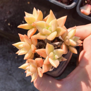 Echeveria Agavoides Biaolina Cluster