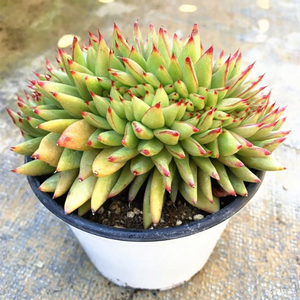 Echeveria Agavoides Ebony Cristata