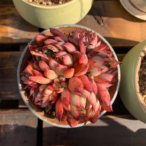 Echeveria Agavoides Lady's Finger