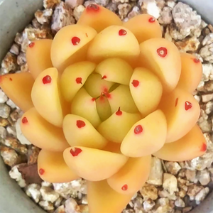 Echeveria Agavoides Wax Aurea