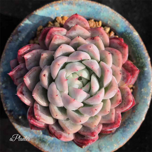 Echeveria elegans 'Dongting'