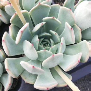 Echeveria Norma