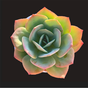 Echeveria Pallida