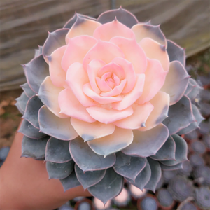 Echeveria Peacockii Variegata Alba