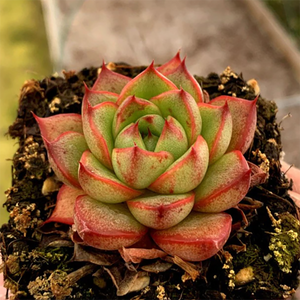 Echeveria Purpusorum Royal Crown