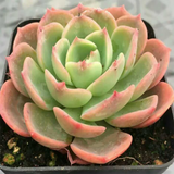 Echeveria Secunda Booth Ex Lindl.