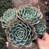 Echeveria Secunda Var. Glauca Cluster