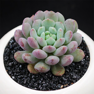 Echeveria Setosa Rondelli