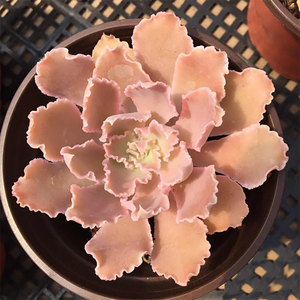 Echeveria Shaviana Walther