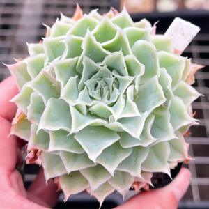 Echeveria Simulans Laguna Sanchez