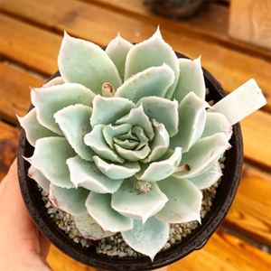 Echeveria Simulans Rayones