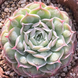 Echeveria sp. Gilo