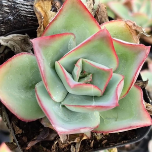 Echeveria Subrigida (Robinson Et Seaton) Rose