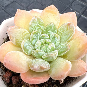 Echeveria White Dress