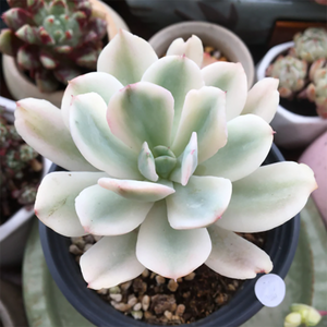 Echeveria Zahnii Hoveyi