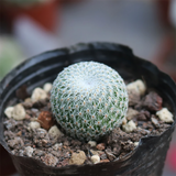 Epithelantha Micromeris Button Cactus