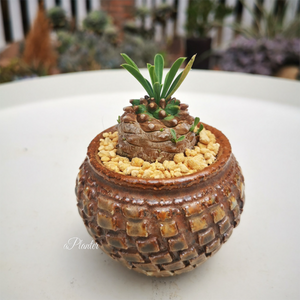 Euphorbia Bupleurifolia 'Pine Cone Plant'