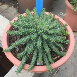 Euphorbia Flanaganii Medusa's Head