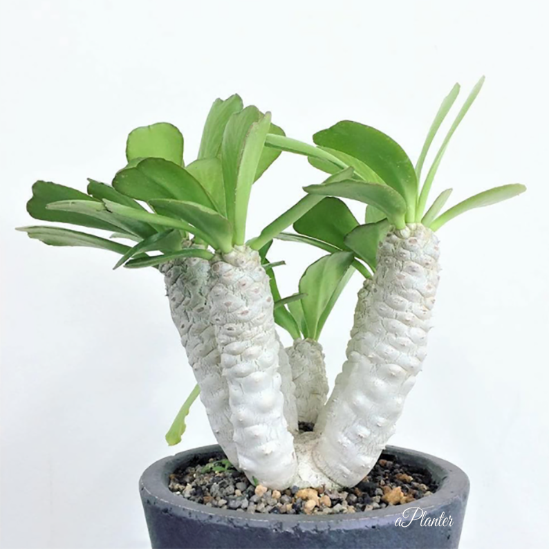 Euphorbia Poissonii