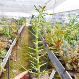 Euphorbia Stenoclada Baill